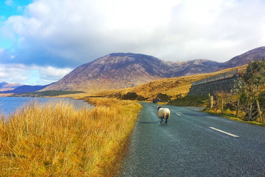 irlande, paysage, mouton